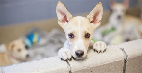 3 Tips For Puppy Adoption Jdv Animals