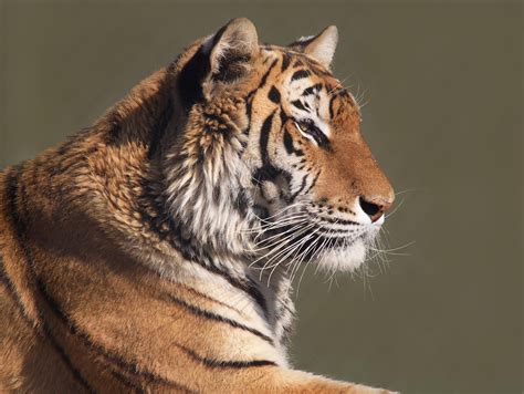 Tiger Profile By Brian Masters 500px Tiger Profile Tiger Feline