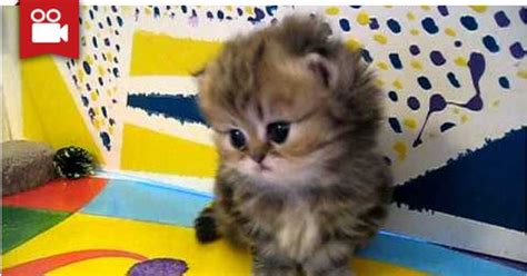 Cute Persian Kittens To Melt Your Heart Cats Pinterest