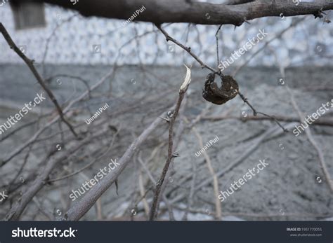 Isolated Weak Decaying Seed Thorns Stock Photo 1951770055 Shutterstock