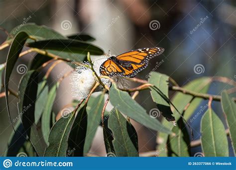 Monarch Butterflies Cluster In Pismo Beach Ca Stock Photo Image Of