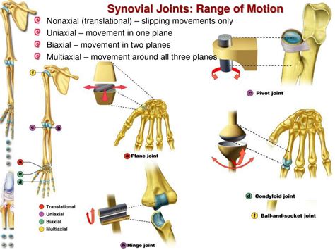 Ppt Articulations Joints Chapter 8 Powerpoint Presentation Free