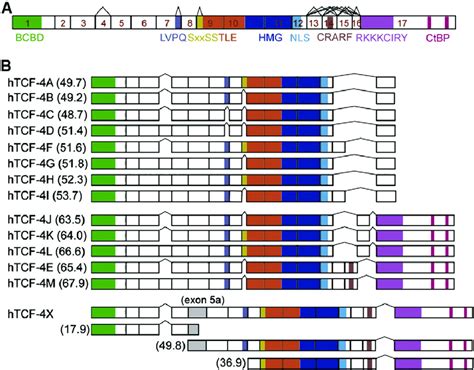 dentification of novel tcf 4 splicing variants in hcc cell lines a a download scientific