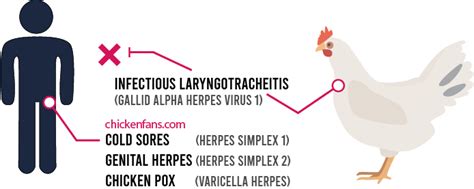 Infectious Laryngotracheitis In Chickens Chicken Fans
