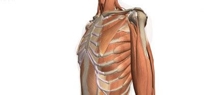 The rib cage protects vital organs, such as the heart and lungs. Better Living Centre | Chiropractic - Rib Problems