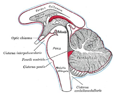 Chapter 21 Neonatal Neurosonography Part 2 Flashcards Quizlet