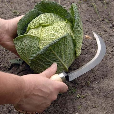 Vegetable Harvesting Knife Harrod Horticultural
