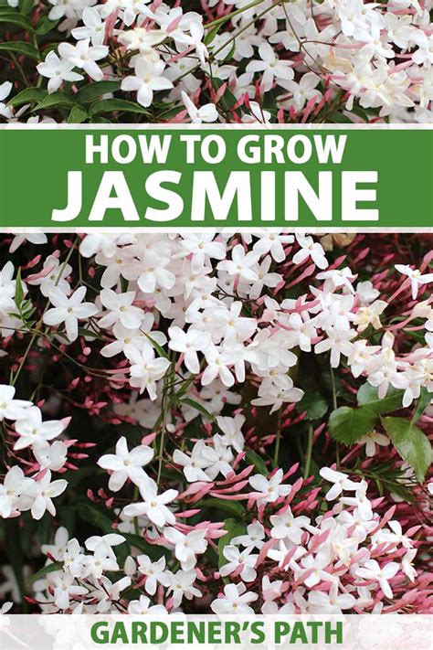 How To Plant And Grow Jasmine Gardeners Path