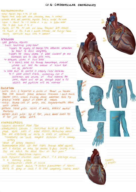 Learning Anatomy