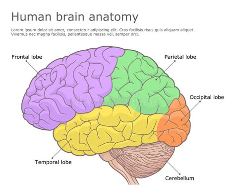 Human Brain Anatomy Medical Illustration Stock Vector Illustration Of