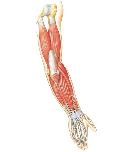 Diagram Of The Muscles In The Forearm Diagram Of Of Muscles And Bones