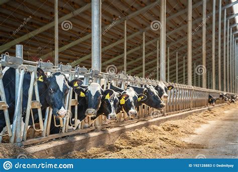 Dairy Farm With Milking Cows In Barn Industrial Modern Breeding Cattle
