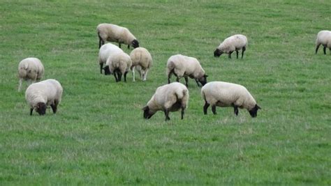 Free Images Nature Grass Field Meadow Animal Herd Grazing