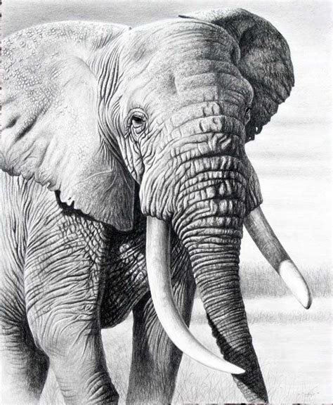 25 Beautiful And Realistic Animal Drawings Around The World Pencil