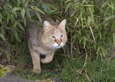 Forgotten Felines The Seven Small Cats Of Africa African Wild Cat
