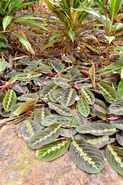 Maranta Leuconeura Var Erythroneura Red Stripe Prayer Plant