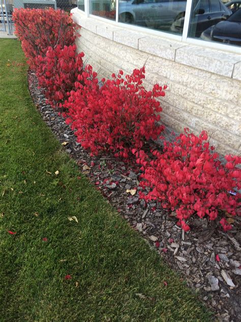 Burning Bush ‘dwarf Winged Morden Nurseries And Garden Centre