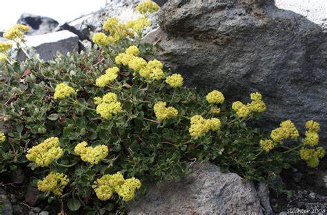 Flowers of sulfur (british spelling flowers of sulphur) is a very fine, bright yellow sulfur powder that is produced by sublimation and deposition. Haussknecht's Buckwheat, Haussknecht's Sulphur Flower ...