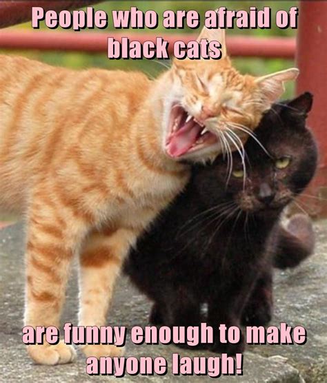 people who are afraid of black cats are funny lolcats lol cat memes funny cats funny
