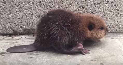 Lost Baby Beaver At Dc Subway Is Cared For Until Help