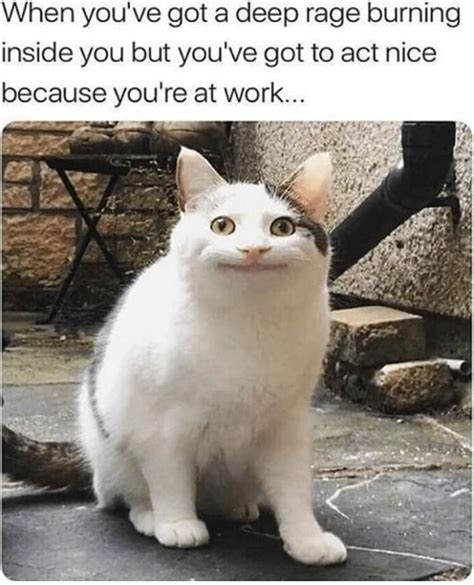 My Work Face Funny Animal Memes Funny Cat Memes Cat Memes
