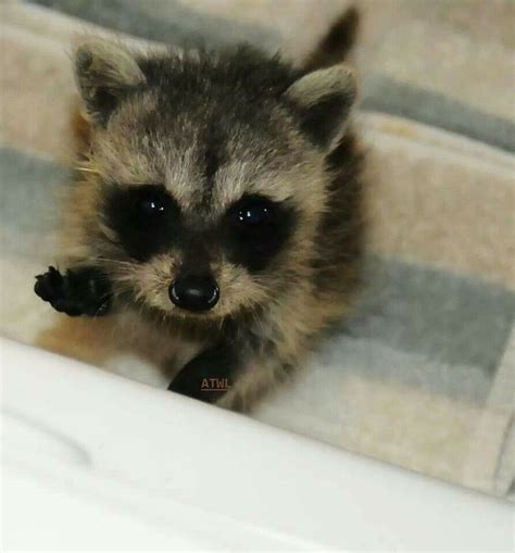 Cool Baby Raccoon As A Pet Hmm Cute Animals Cute Baby Animals