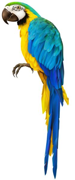 Parrot Png Image Transparent Image Download Size 251x600px