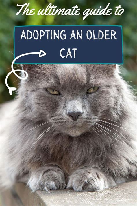 The Ultimate Guide To Adopting An Older Cat Kritter Kommunity Older