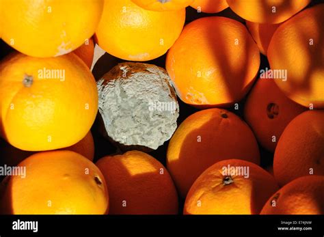 Rotten Oranges Hi Res Stock Photography And Images Alamy