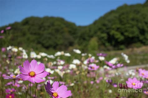 Radiance Cosmos Bipinnatus Fully Bloomed Colorful Cosmos On Mo