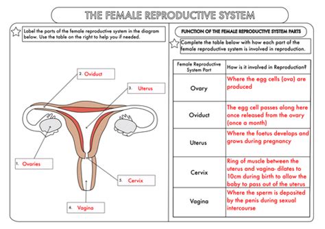 Blank Diagram Of Human Reproductive Systems Reproductive Organs