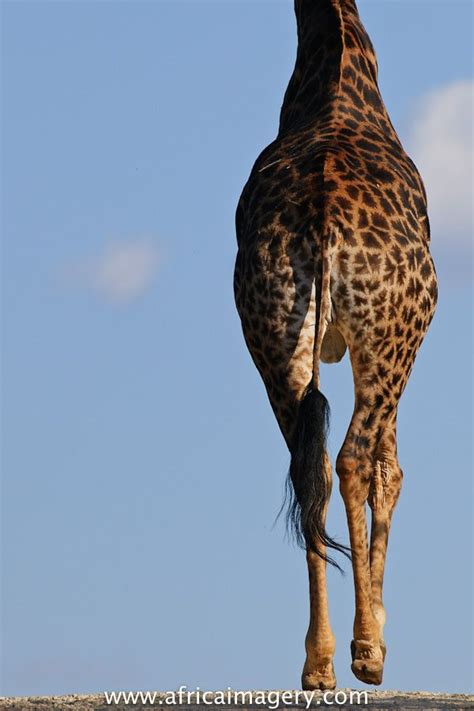 Facts About Giraffes Their Tail Is 8 Feet Long The Longest Of Any