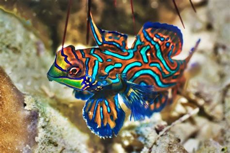The Most Colorful Animals Of The Ocean Readers Digest