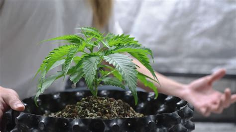 Cannabis Plant Growing My XXX Hot Girl