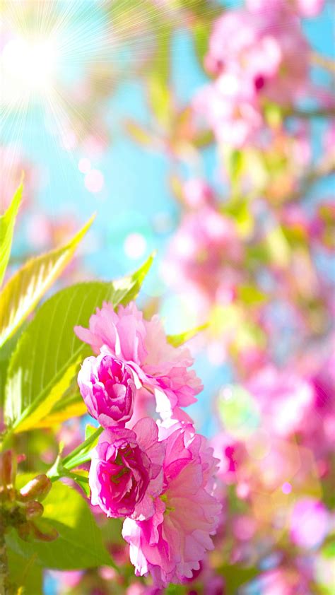 Cherry Blossoms Bonito Cherryblossoms Spring Hd Phone Wallpaper