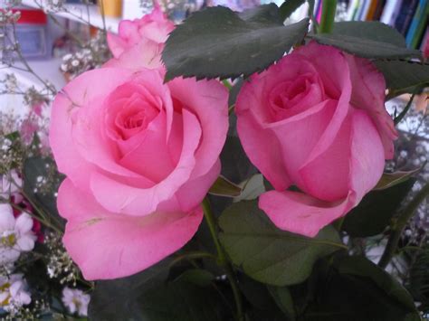 File:2 ROSES.JPG - Wikimedia Commons