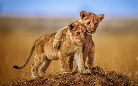 Friendship Of Two Lion Cub Photo Hd Wallpapers
