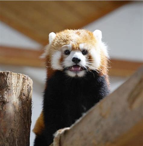 Please Follow Iloveredpandas Do You Have My Grapes Redpanda Panda