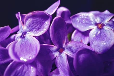 Premium Photo Macro Image Of Spring Lilac Violet Flowers