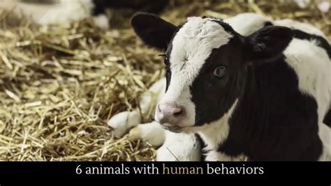 6 Animals With Human Behaviors Alltop Viral