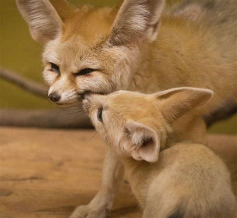8 Fun Facts About The Fennec Fox Pet Fox Fennec Fox Fox Pups