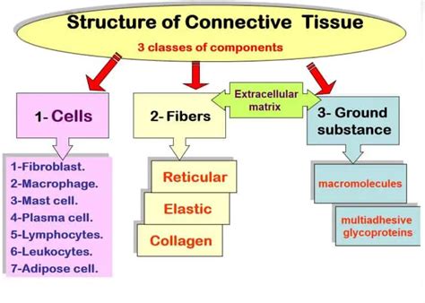 Connective Tissue Types Examples And Functions