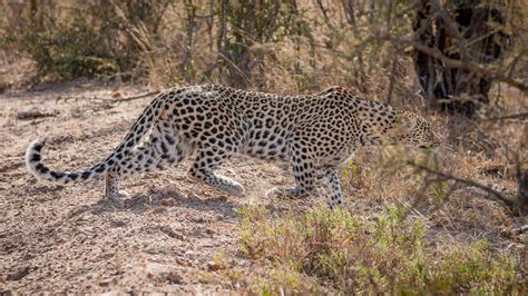 Leopard Going After Impala Image Taken At Kapama Game Rese Flickr