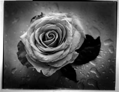 A rose is a woody perennial flowering plant of the genus. Black And White Rose Stock Photos, Pictures & Royalty-Free ...