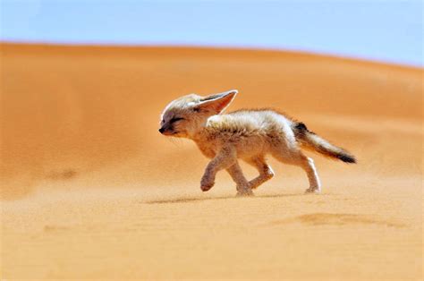 Free Download Fennec Fox Algerian Sahara Algeria Dz Wallpaper 41555238