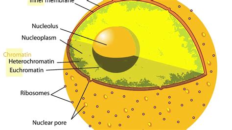 Nuclear Membrane In Animal Cell