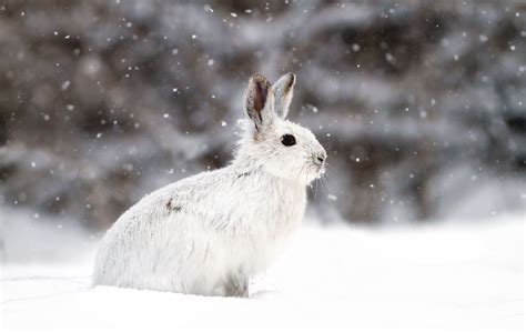 Hare Mammal Adaptations Habitat And Diet Britannica