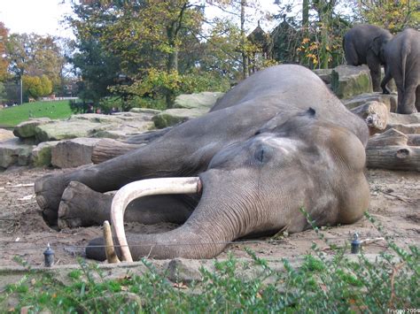 Filsleeping Asian Elephant Wikipedia