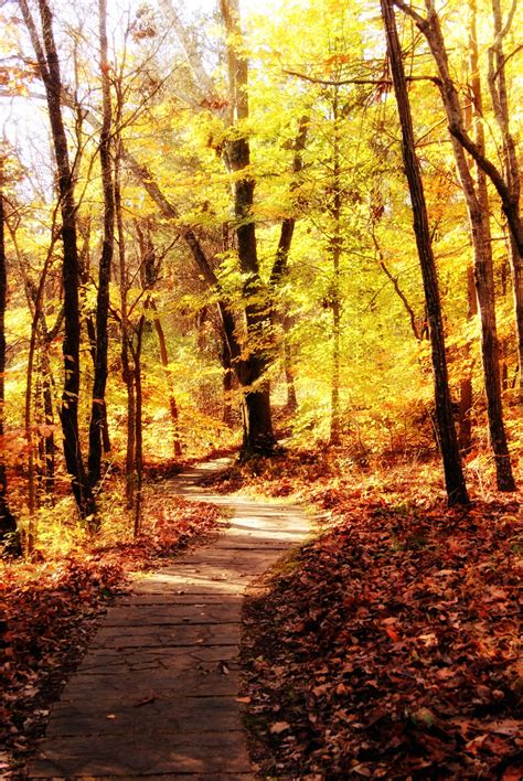 Shawnee Forest Hiking Trail 1 Free Stock Photo Public Domain Pictures