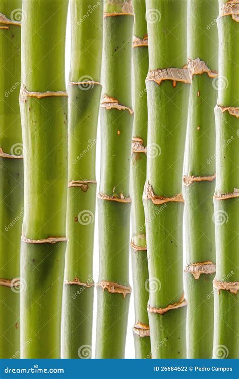 Bamboo Pattern Stock Photo Image Of Closeup Cultivated 26684622
